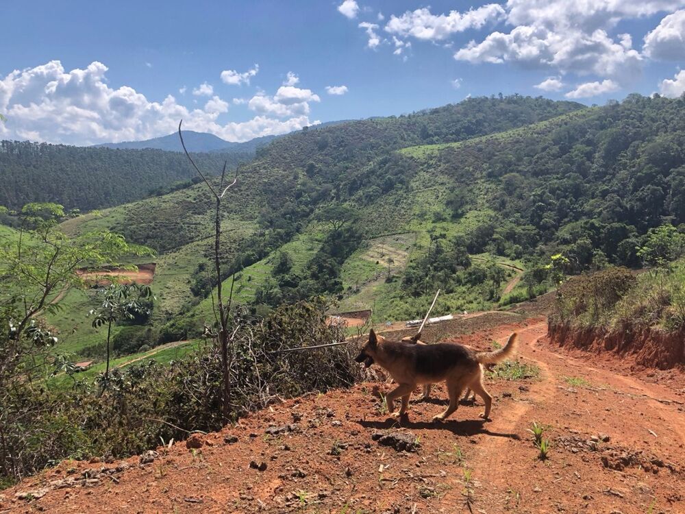 Sítio, 1 quarto, 22 hectares - Foto 14