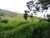 Terreno, 3 hectares - Foto 3