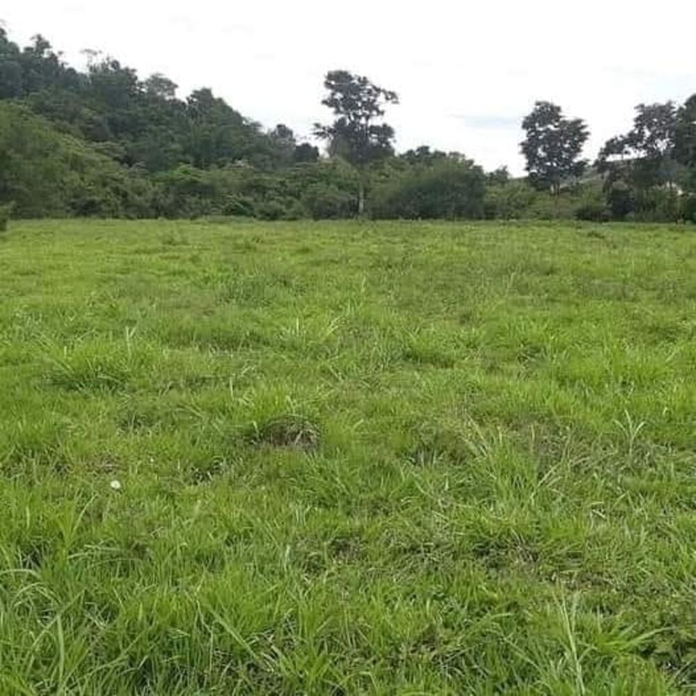 Terreno, 3 hectares - Foto 7