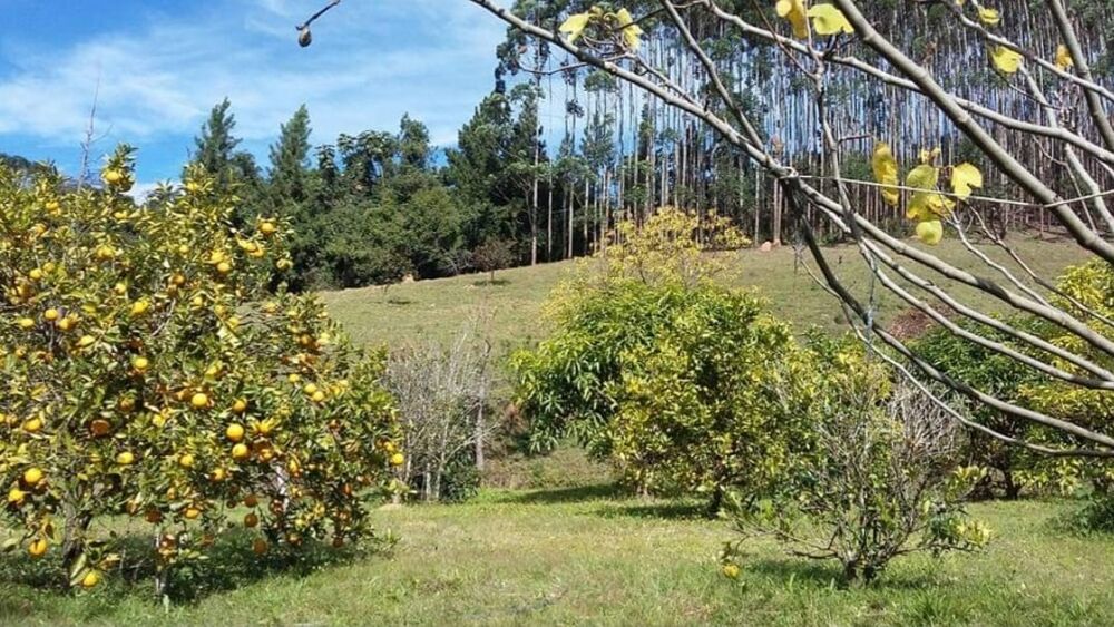 Sítio, 4 quartos, 145 hectares - Foto 9