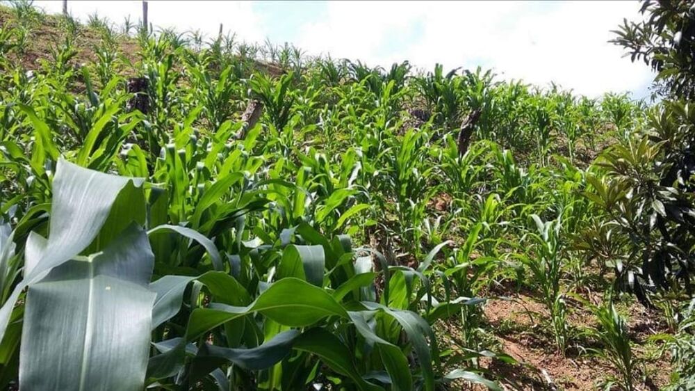 Sítio, 4 quartos, 145 hectares - Foto 15