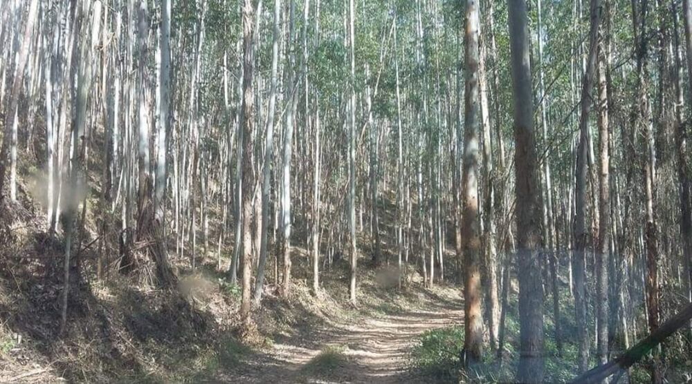 Sítio, 4 quartos, 145 hectares - Foto 11