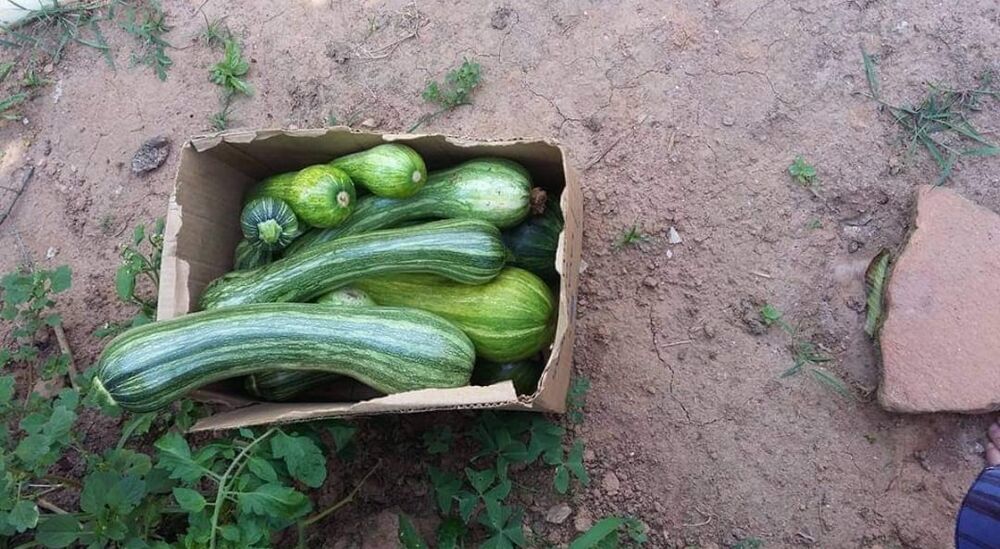 Sítio, 4 quartos, 145 hectares - Foto 13