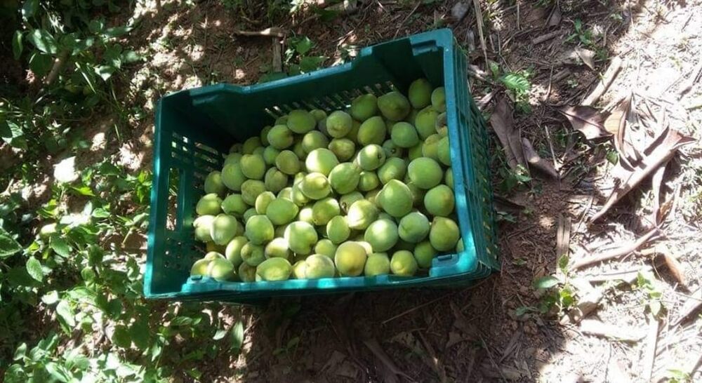 Sítio, 4 quartos, 145 hectares - Foto 16