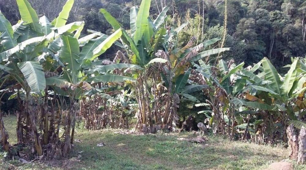 Sítio, 4 quartos, 145 hectares - Foto 1