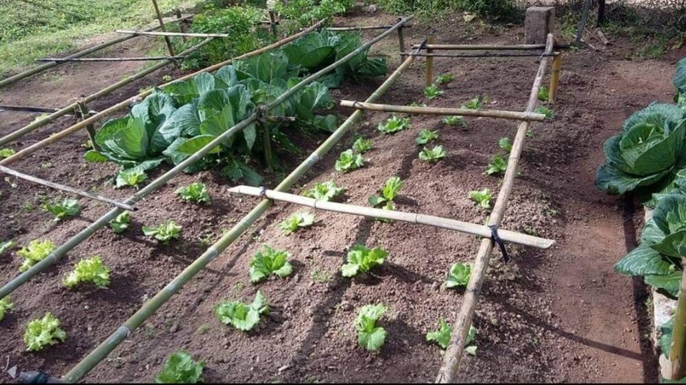 Sítio, 4 quartos, 145 hectares - Foto 8