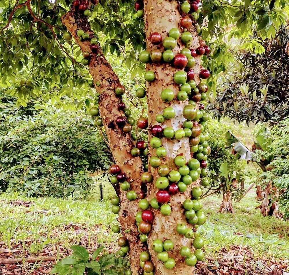 Sítio, 3 quartos, 14 hectares - Foto 6