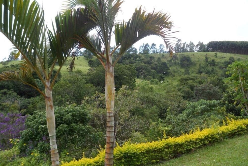 Terreno à venda com 4 quartos - Foto 6
