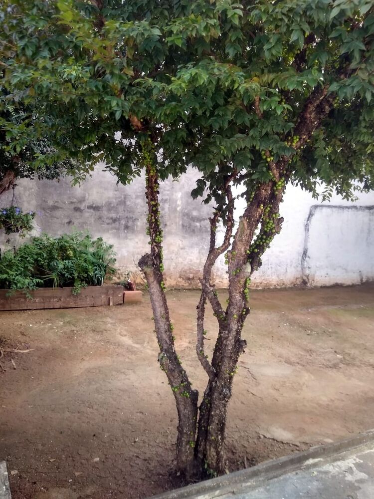 Casa, 2 quartos, 66 m² - Foto 27