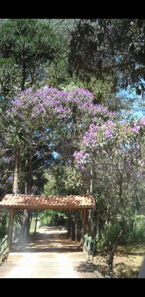 Sítio, 4 quartos, 35 hectares - Foto 3