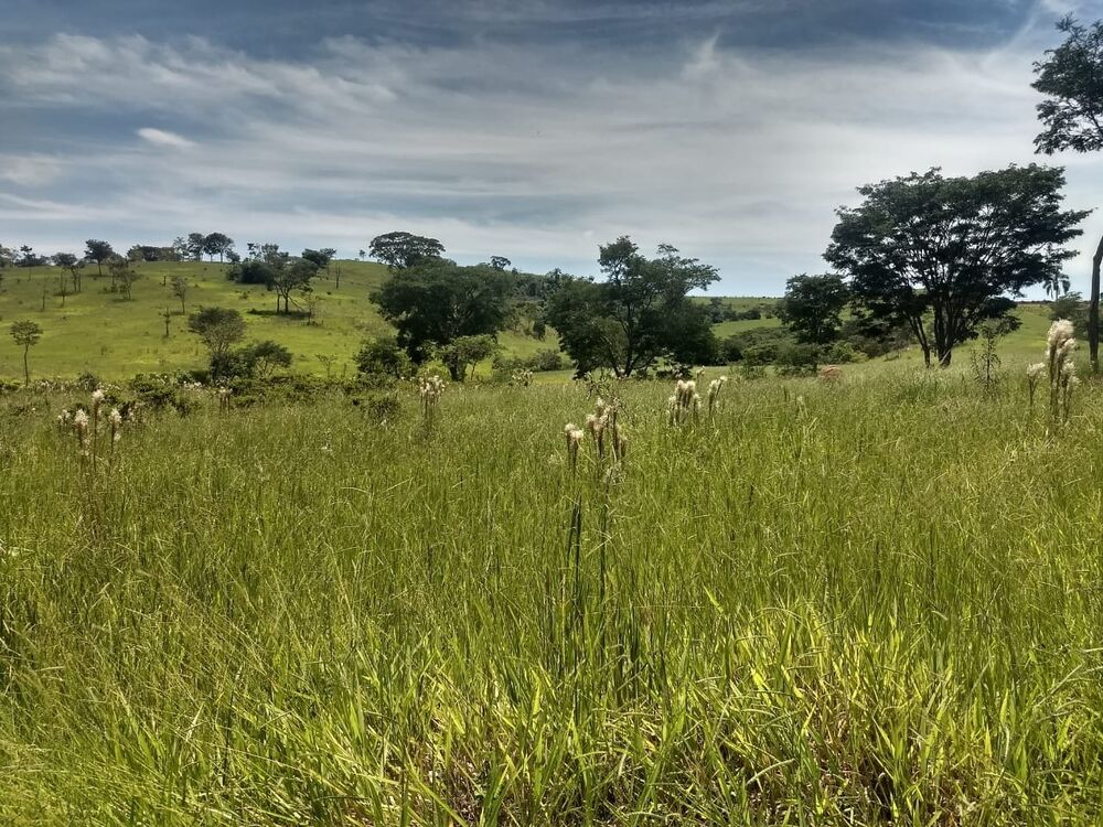 Terreno, 40 hectares - Foto 6