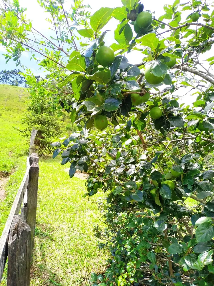 Sítio, 3 quartos, 12 hectares - Foto 4