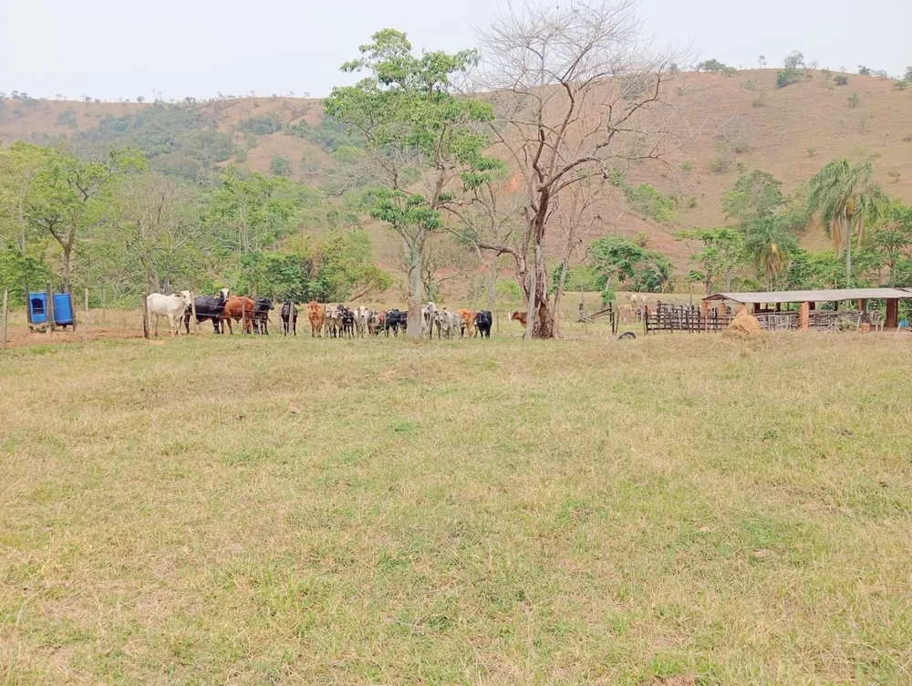 Fazenda, 135520 hectares - Foto 2