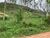Terreno, 4 hectares - Foto 5