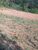 Terreno, 2 hectares - Foto 3