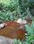 Terreno, 2 hectares - Foto 4