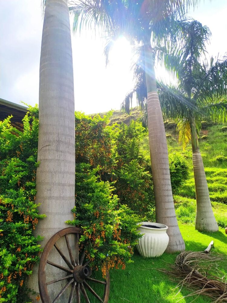 Sítio, 4 quartos, 4 hectares - Foto 27