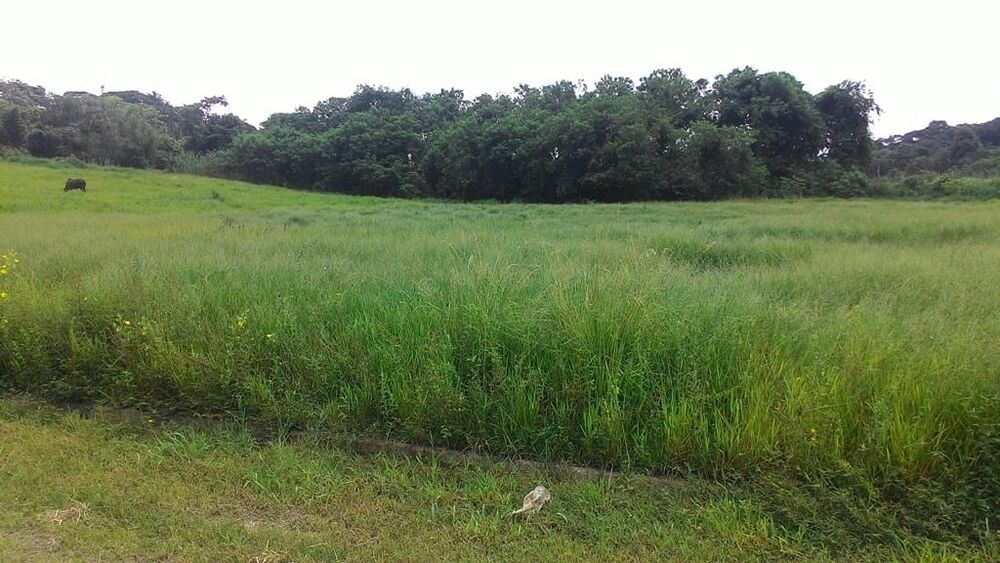 Terreno à venda, 296m² - Foto 5