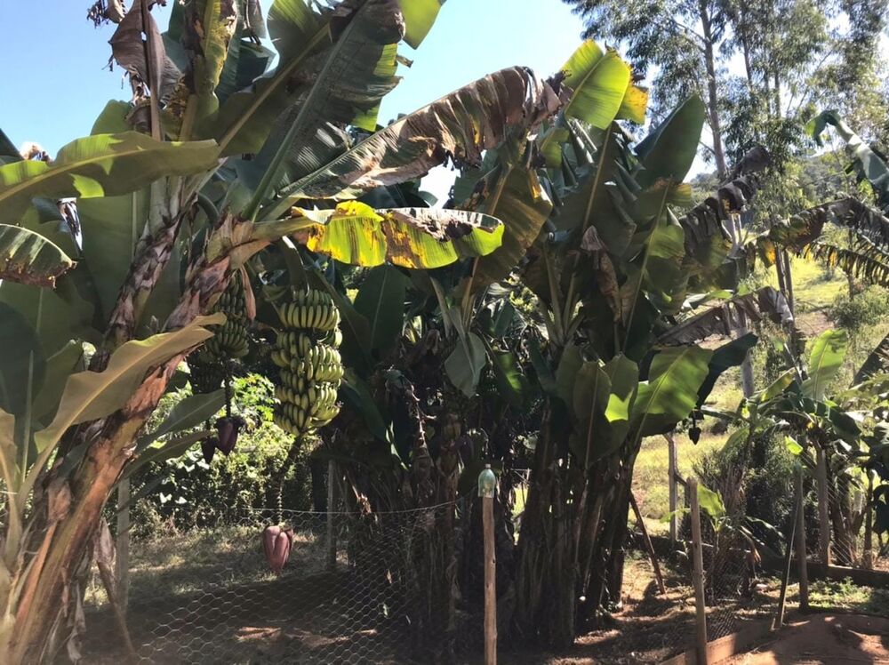 Chácara, 4 quartos - Foto 1