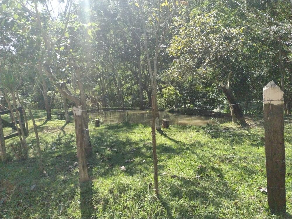 Chácara à venda com 3 quartos, 20000m² - Foto 6