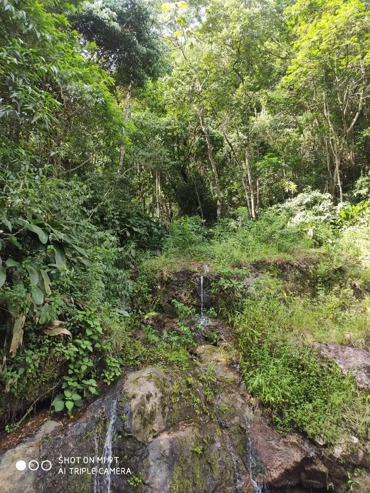 Terreno, 4 hectares - Foto 1