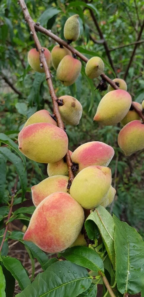 Sítio, 2 quartos, 24 hectares - Foto 10