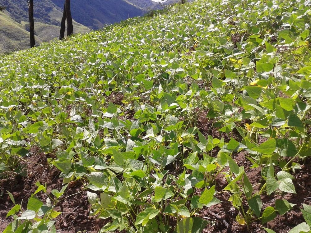 Sítio, 2 quartos, 24 hectares - Foto 14