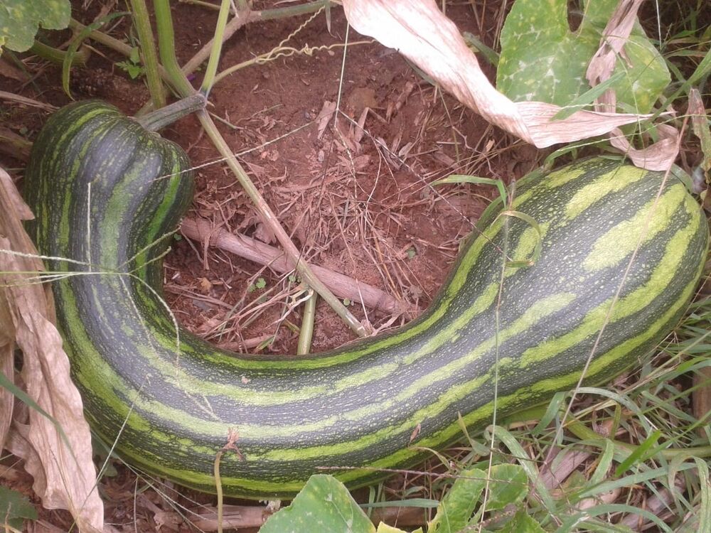 Sítio, 2 quartos, 24 hectares - Foto 13