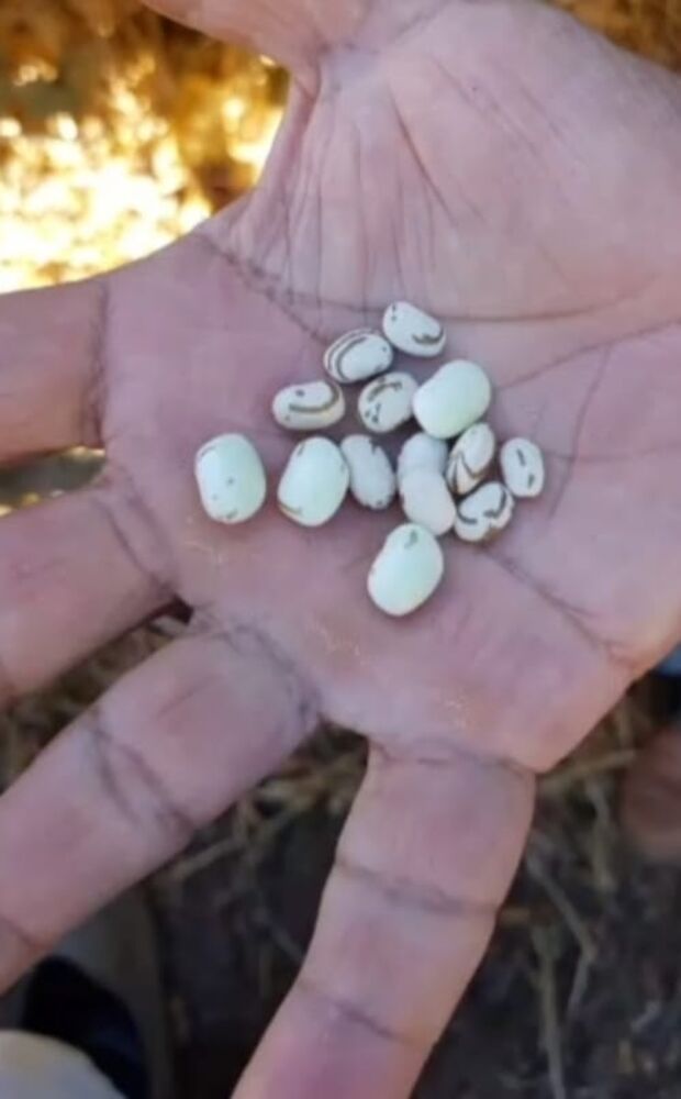 Sítio, 2 quartos, 24 hectares - Foto 5