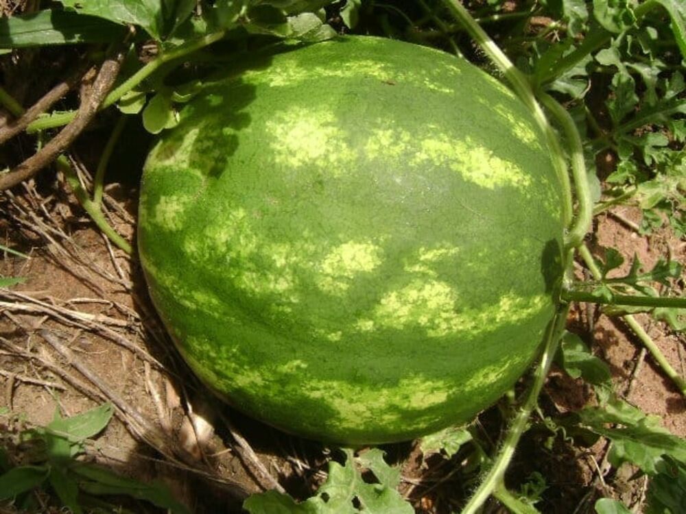 Sítio, 2 quartos, 24 hectares - Foto 15