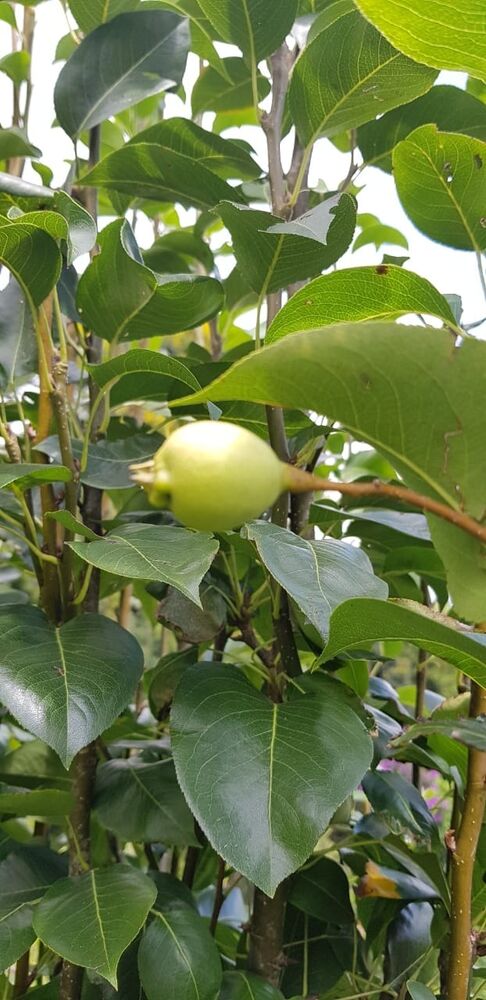 Sítio, 2 quartos, 24 hectares - Foto 7