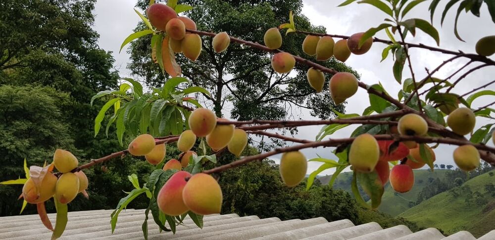 Sítio, 2 quartos, 24 hectares - Foto 12