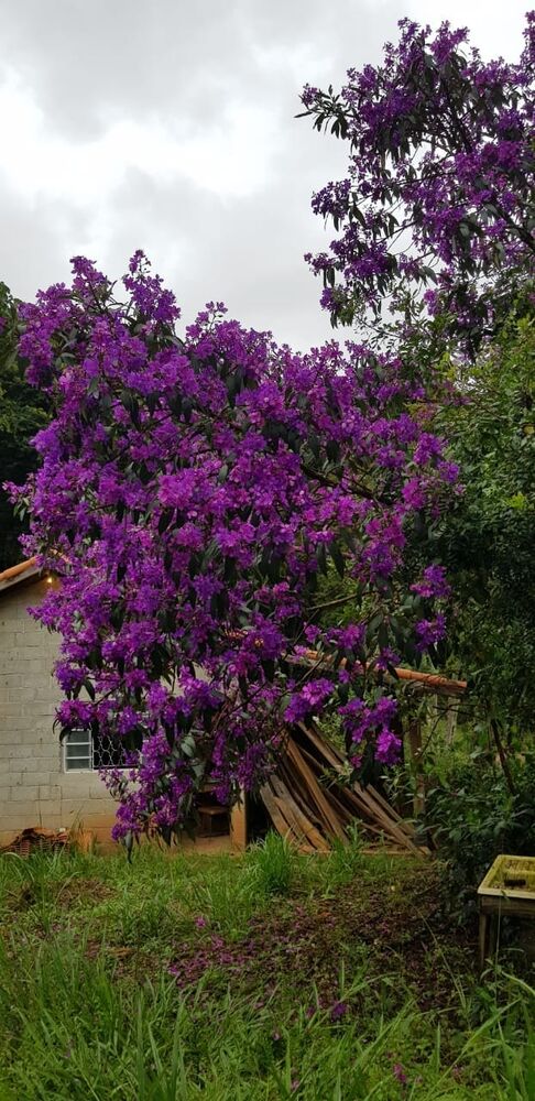 Sítio, 2 quartos, 24 hectares - Foto 49