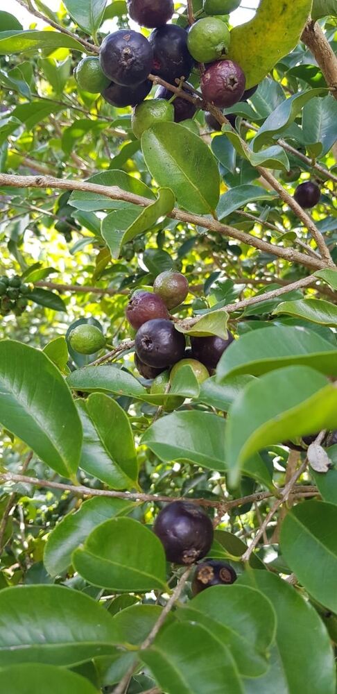 Sítio, 2 quartos, 24 hectares - Foto 51