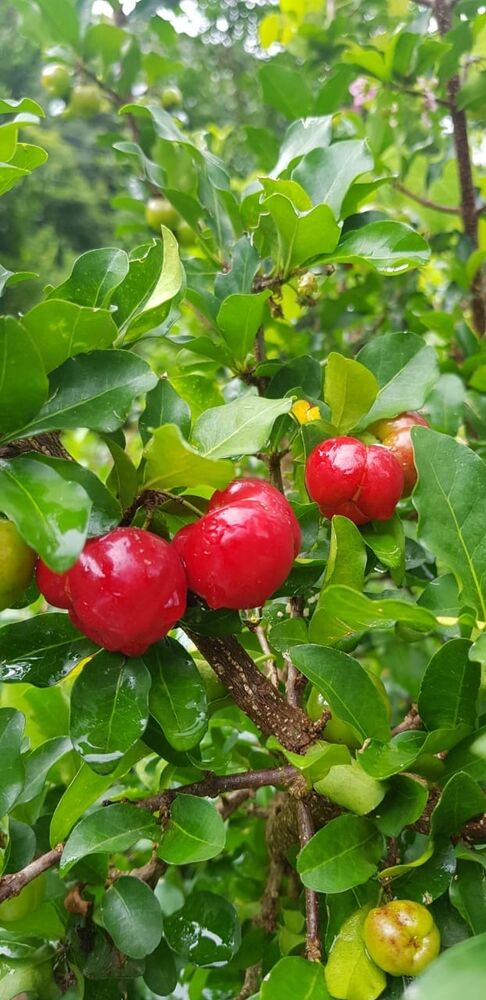 Sítio, 2 quartos, 24 hectares - Foto 6