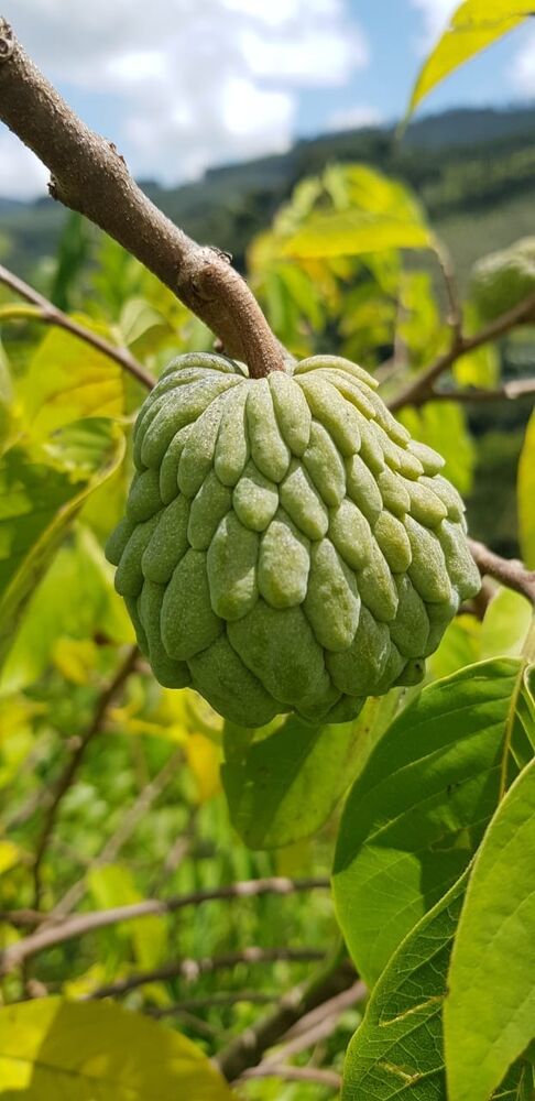 Sítio, 2 quartos, 24 hectares - Foto 11