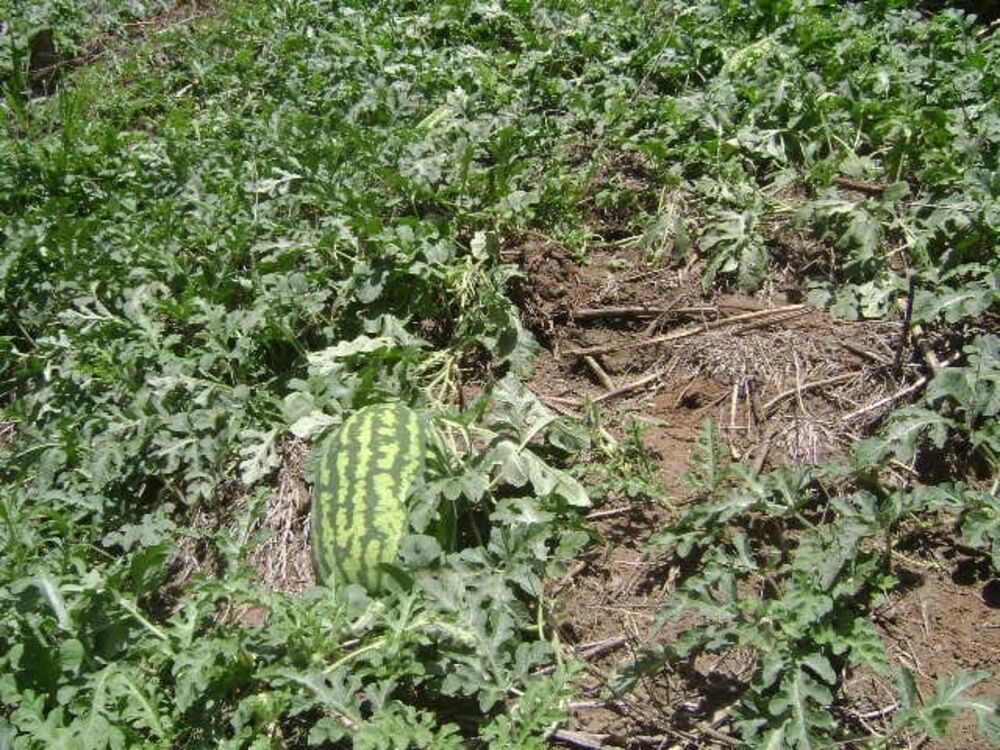 Sítio, 2 quartos, 24 hectares - Foto 8