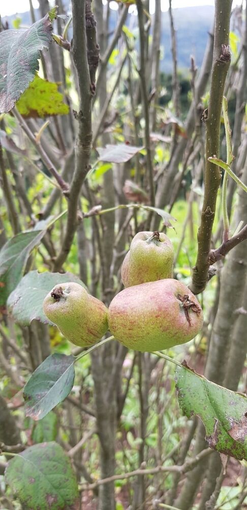 Sítio, 2 quartos, 24 hectares - Foto 9