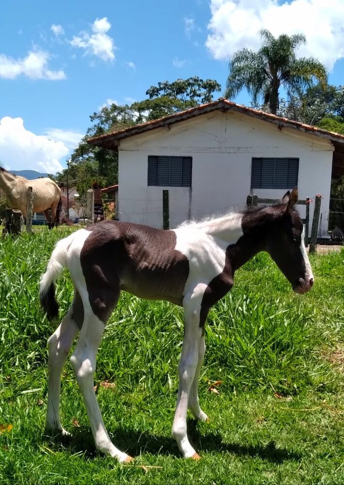 Sítio, 4 quartos, 8 hectares - Foto 7