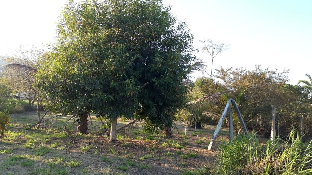 Terreno à venda, 2500m² - Foto 5