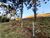 Terreno, 17 hectares - Foto 3
