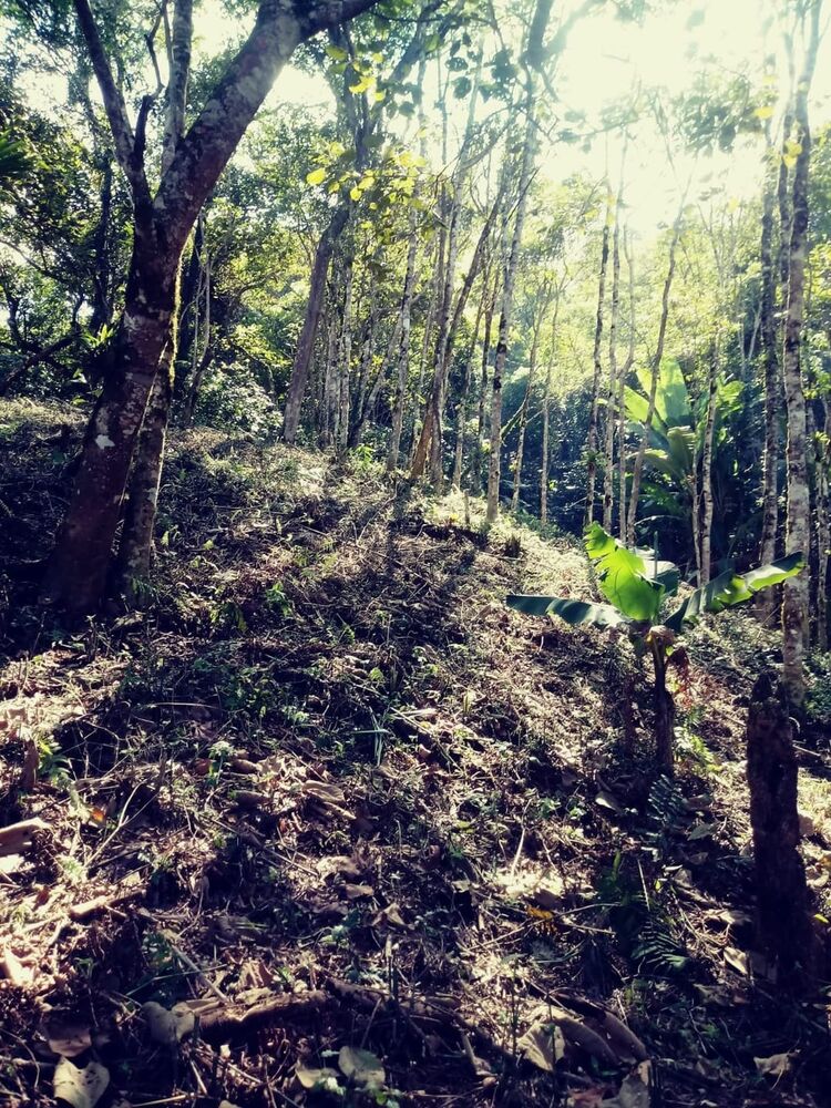 Chácara à venda com 2 quartos, 26000m² - Foto 1