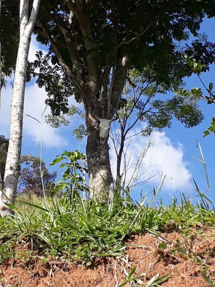 Chácara à venda com 2 quartos, 12000m² - Foto 5