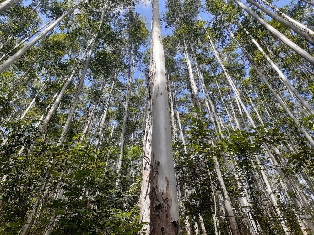 Terreno, 170 hectares - Foto 13