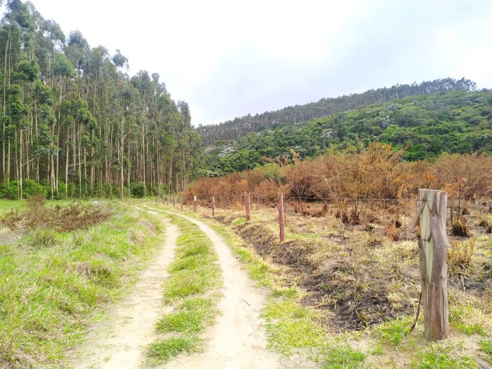 Terreno, 170 hectares - Foto 3