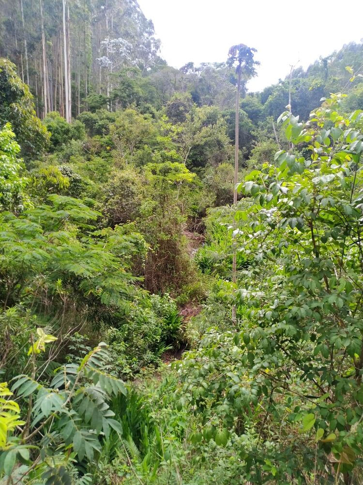 Terreno, 170 hectares - Foto 6