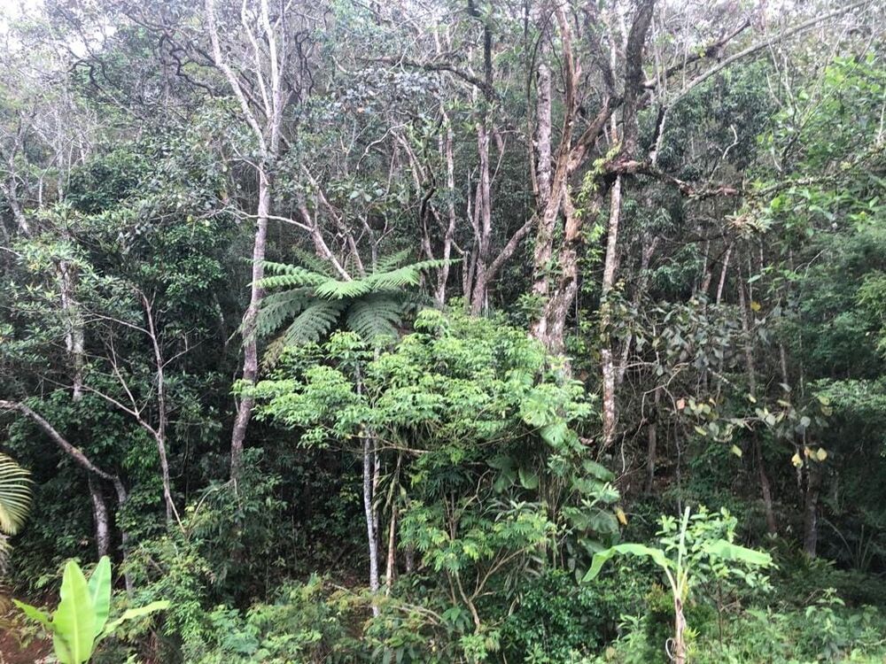 Sítio, 1 quarto, 6 hectares - Foto 6