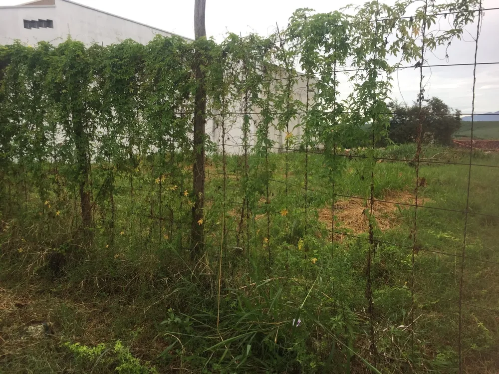 Terreno, 250 m² - Foto 1
