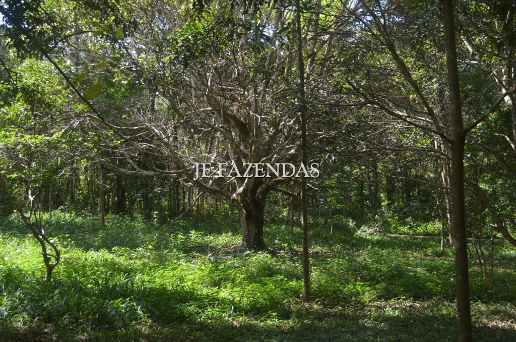 Fazenda à venda, 48hectare - Foto 4