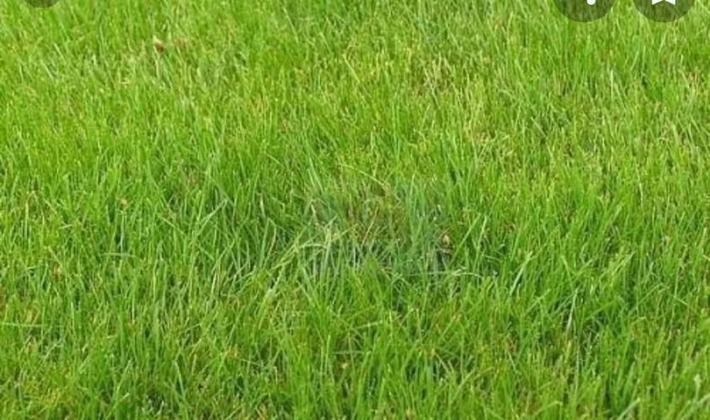 Terreno - Foto 1